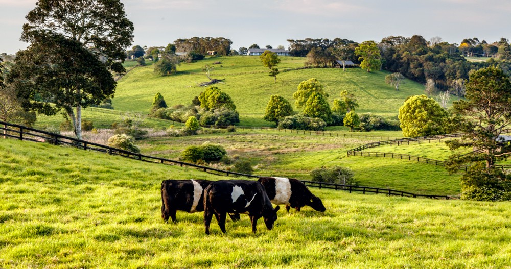 maleny sunshine coast news