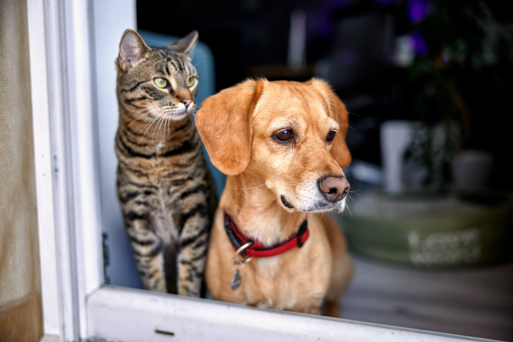 are dogs better listeners than cats