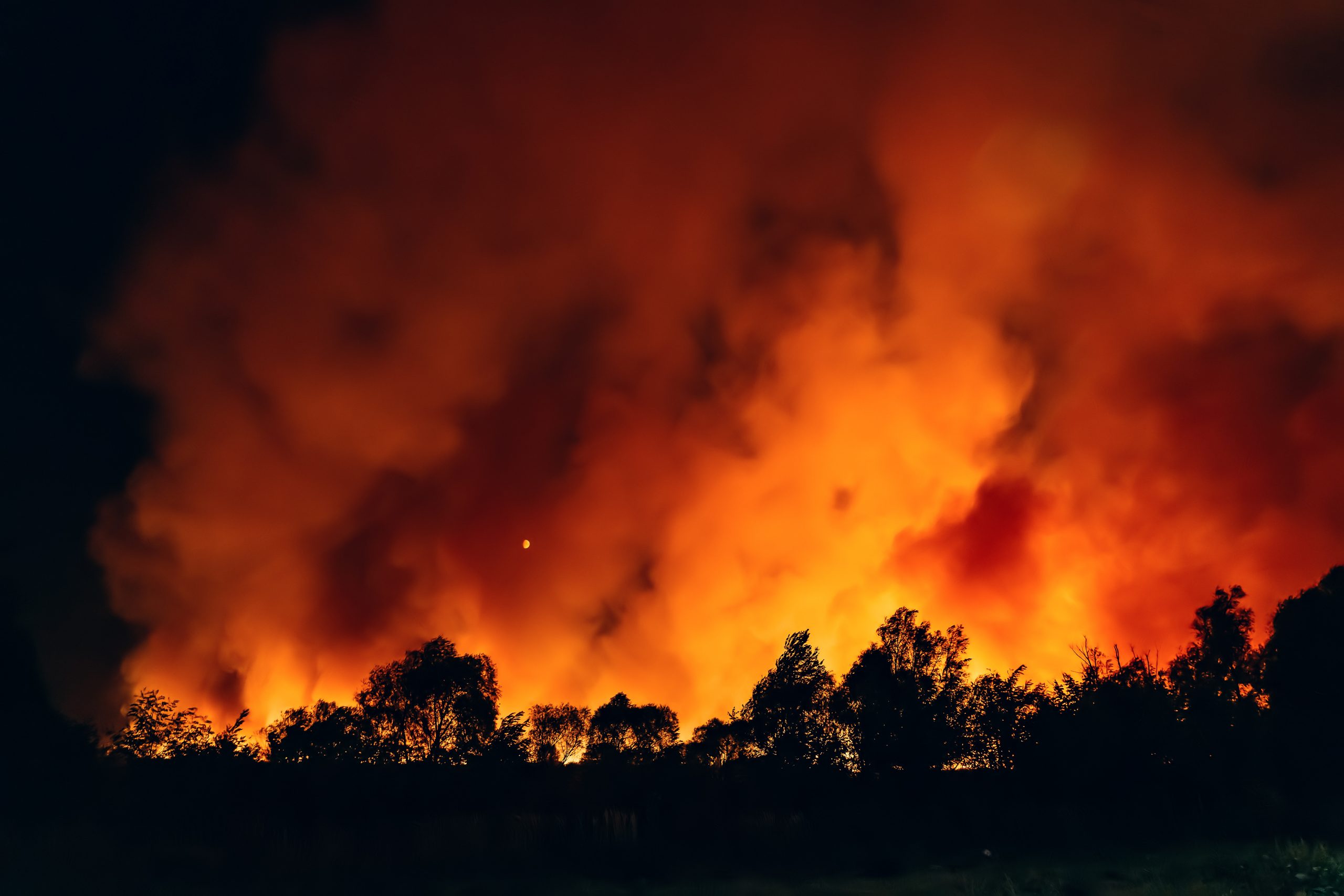 Burning forest nighttime фон стим фото 4